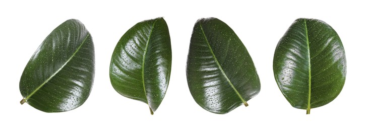 Beautiful fresh green leaves with water drops on white background, collage. Banner design Image of Beautiful fresh green leaves with water drops on white background, collage. Banner design