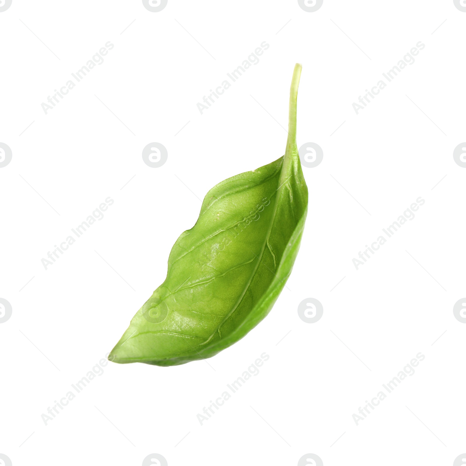 Photo of Fresh green basil leaf isolated on white