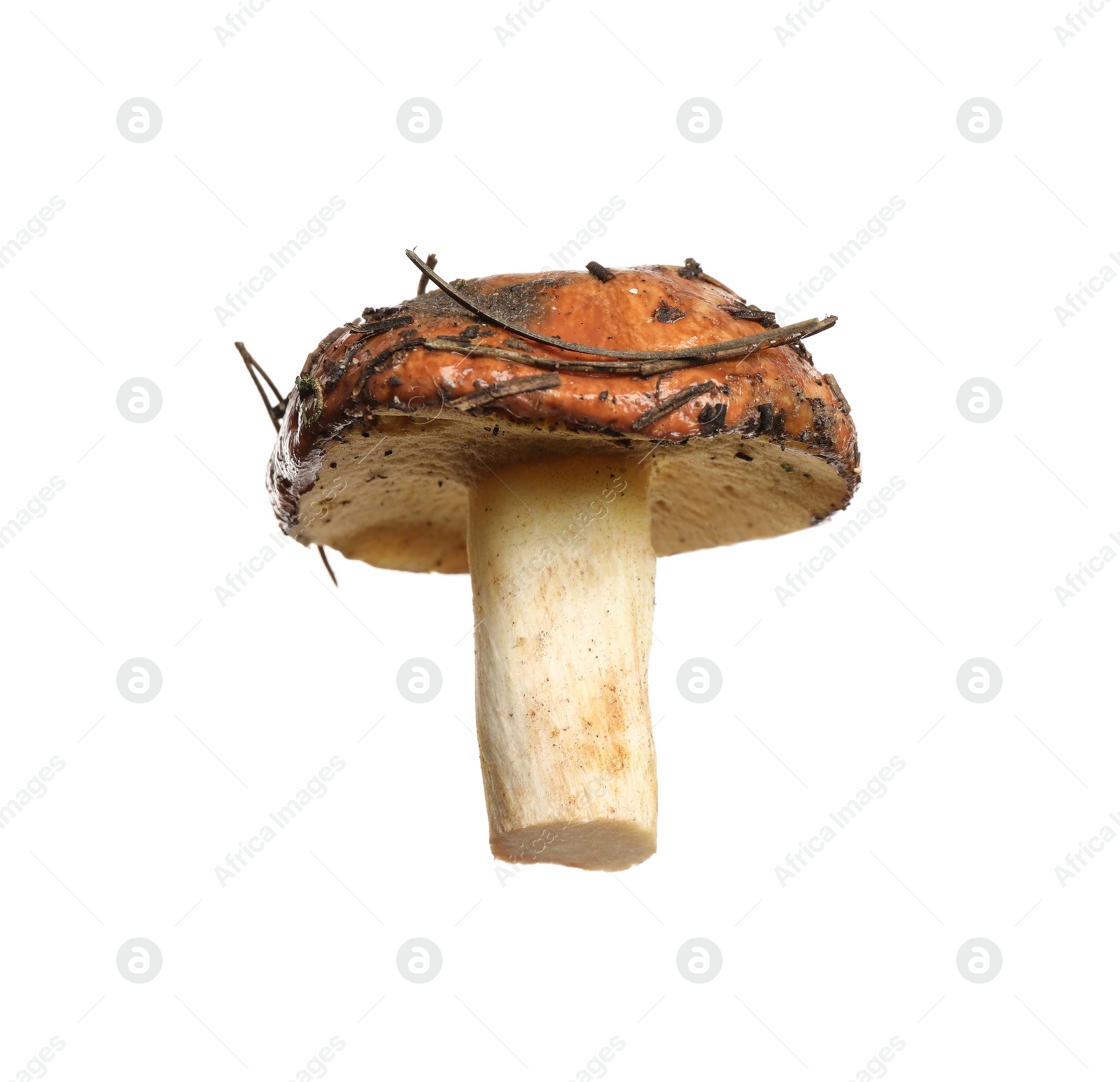 Photo of Fresh slippery jack mushroom isolated on white