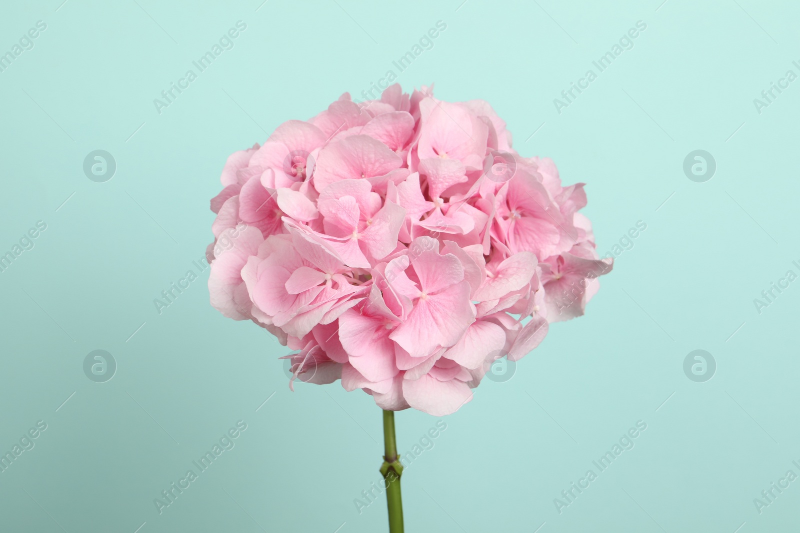 Delicate pink hortensia flowers on turquoise background Photo of Delicate pink hortensia flowers on turquoise background