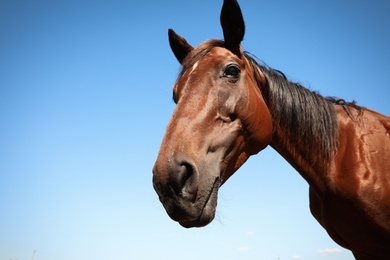 Chestnut horse outdoors on sunny day, closeup. Beautiful pet Photo of Chestnut horse outdoors on sunny day, closeup. Beautiful pet