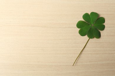 Green four leaf clover on wooden table, top view. Space for text Photo of Green four leaf clover on wooden table, top view. Space for text