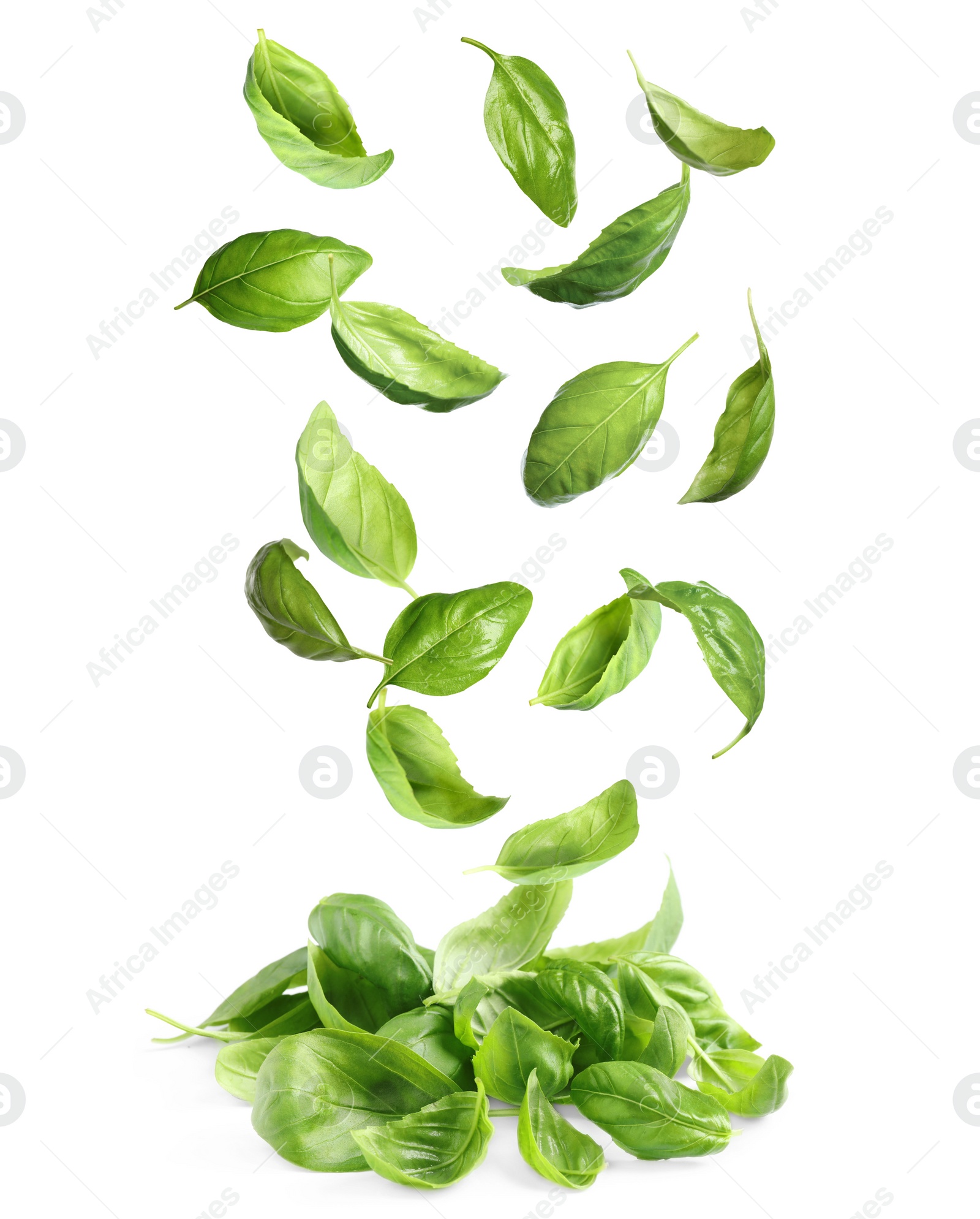 Fresh green basil leaves falling on white background Image of Fresh green basil leaves falling on white background