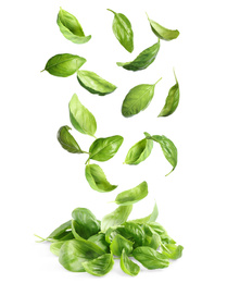 Fresh green basil leaves falling on white background Image of Fresh green basil leaves falling on white background