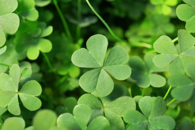 Top view of beautiful green clover leaves, closeup Photo of Top view of beautiful green clover leaves, closeup