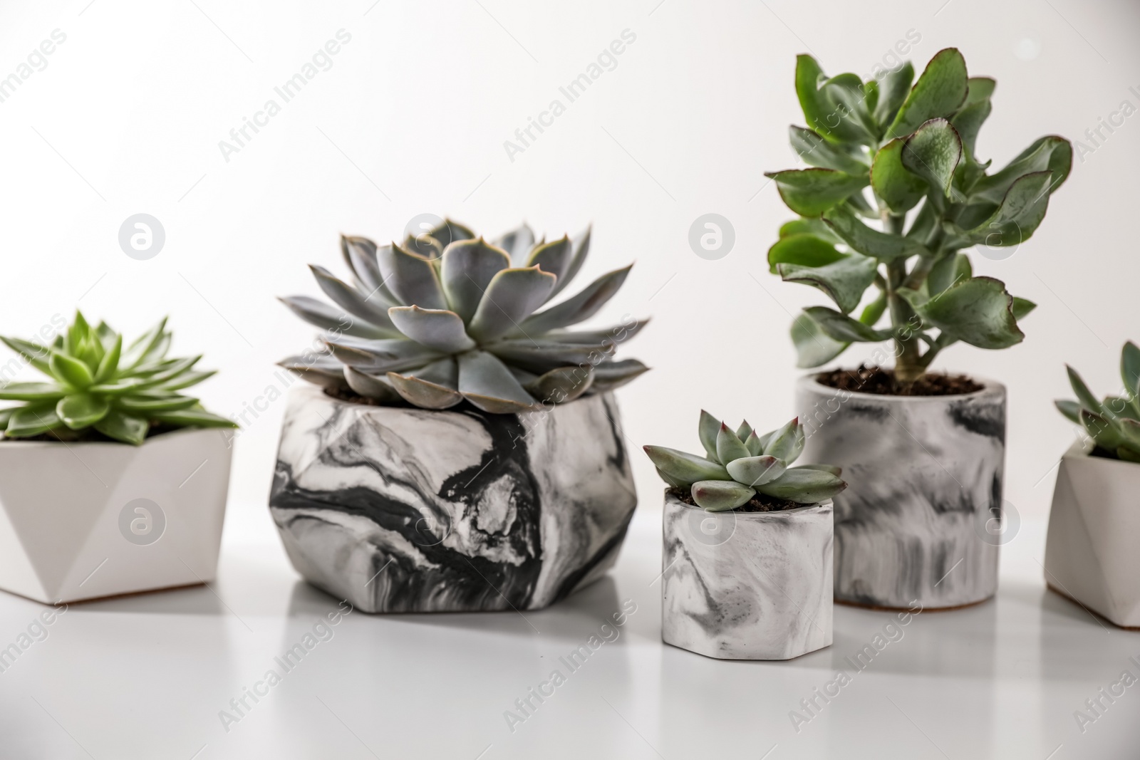 Beautiful succulents on white table. Interior decoration Photo of Beautiful succulents on white table. Interior decoration