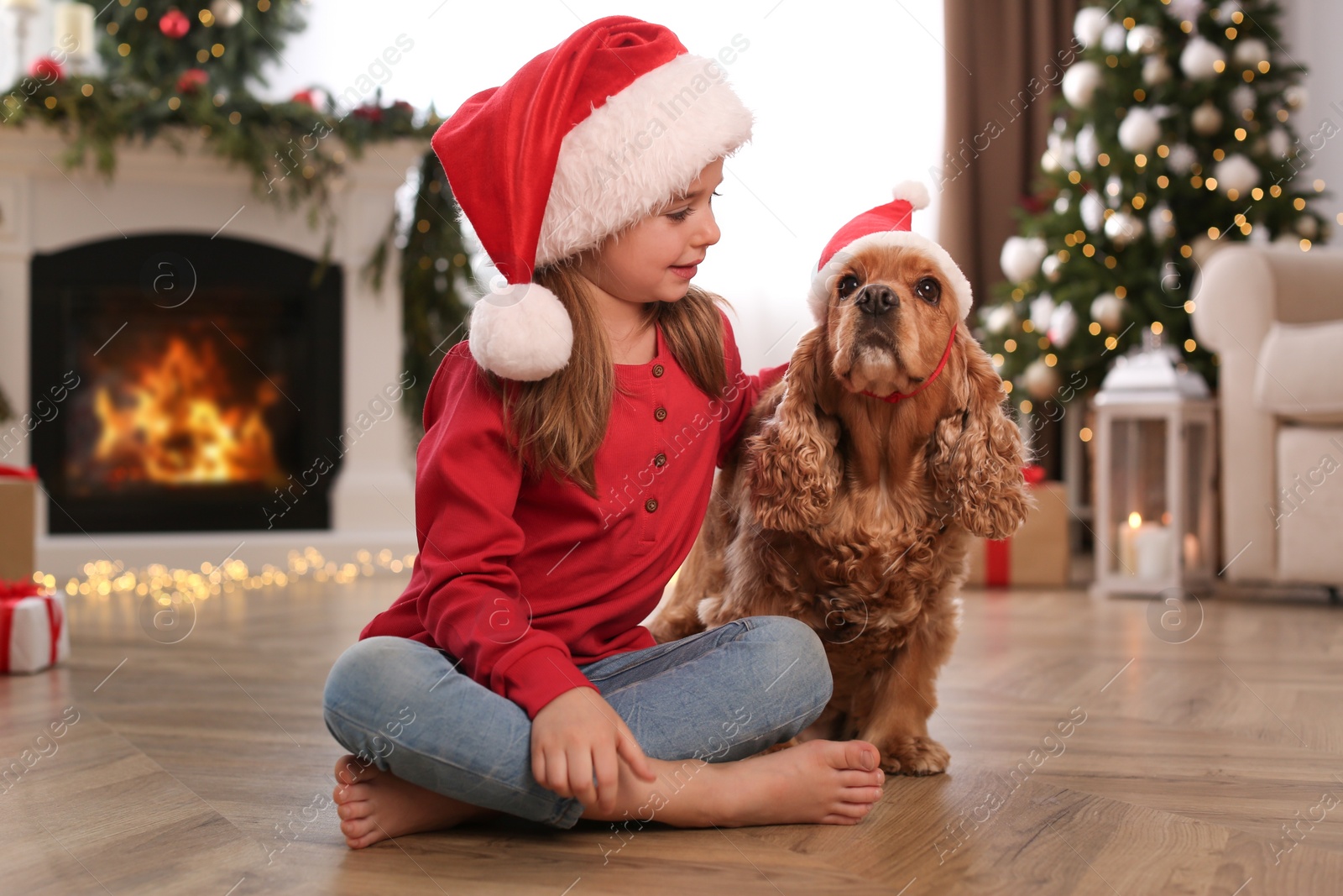 Cute little girl with English Cocker Spaniel in room decorated for Christmas Photo of Cute little girl with English Cocker Spaniel in room decorated for Christmas