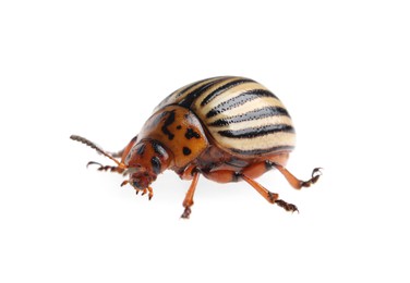 One colorado potato beetle isolated on white Photo of One colorado potato beetle isolated on white