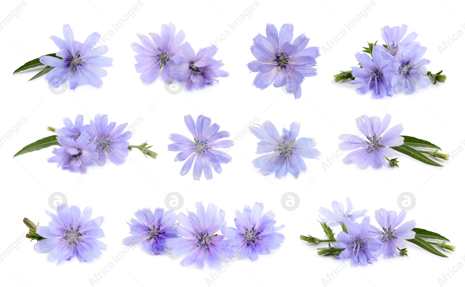 Beautiful tender chicory flowers on white background, collage Image of Beautiful tender chicory flowers on white background, collage