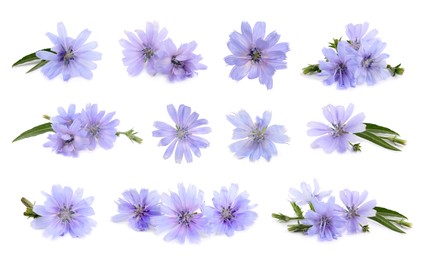 Beautiful tender chicory flowers on white background, collage Image of Beautiful tender chicory flowers on white background, collage