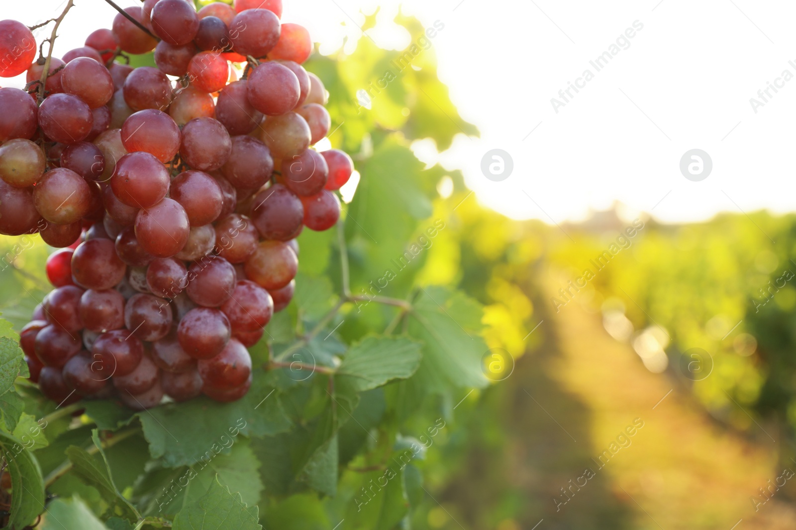 Delicious ripe grapes in vineyard. Harvest season Photo of Delicious ripe grapes in vineyard. Harvest season