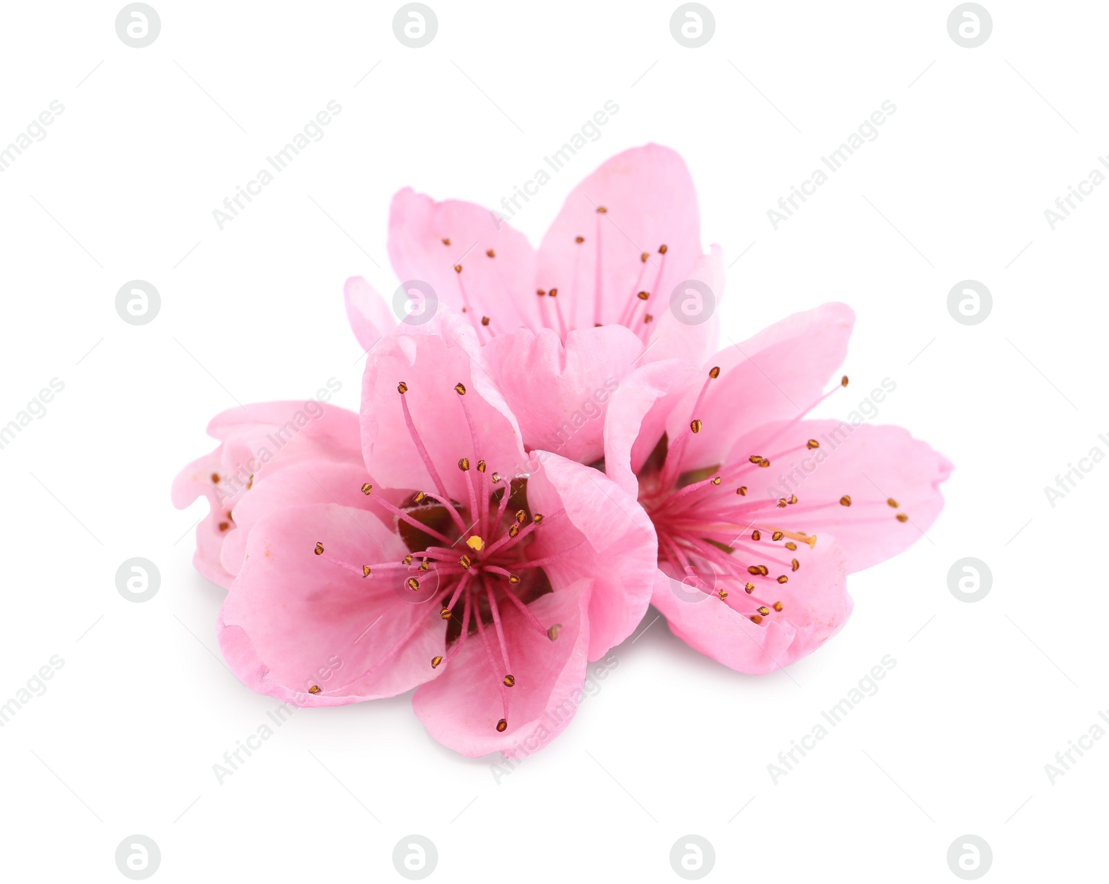 Beautiful sakura tree flowers on white background Photo of Beautiful sakura tree flowers on white background