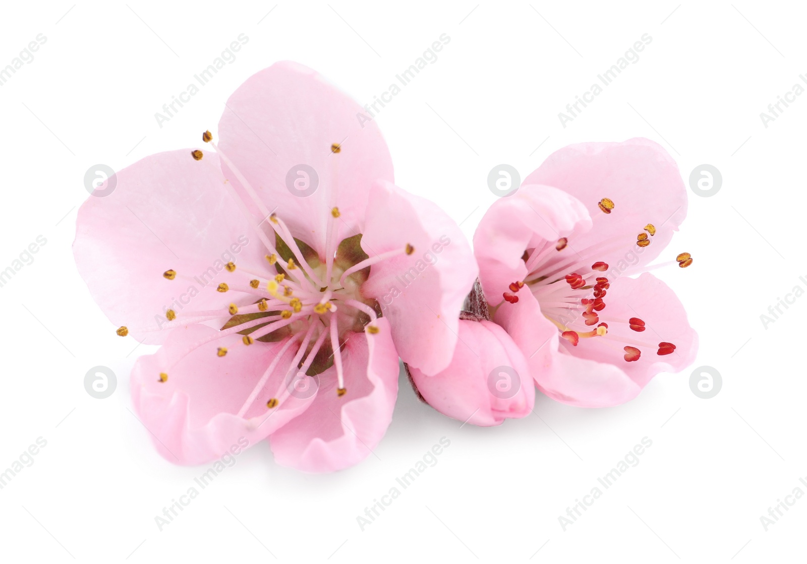 Beautiful sakura tree flowers on white background Photo of Beautiful sakura tree flowers on white background