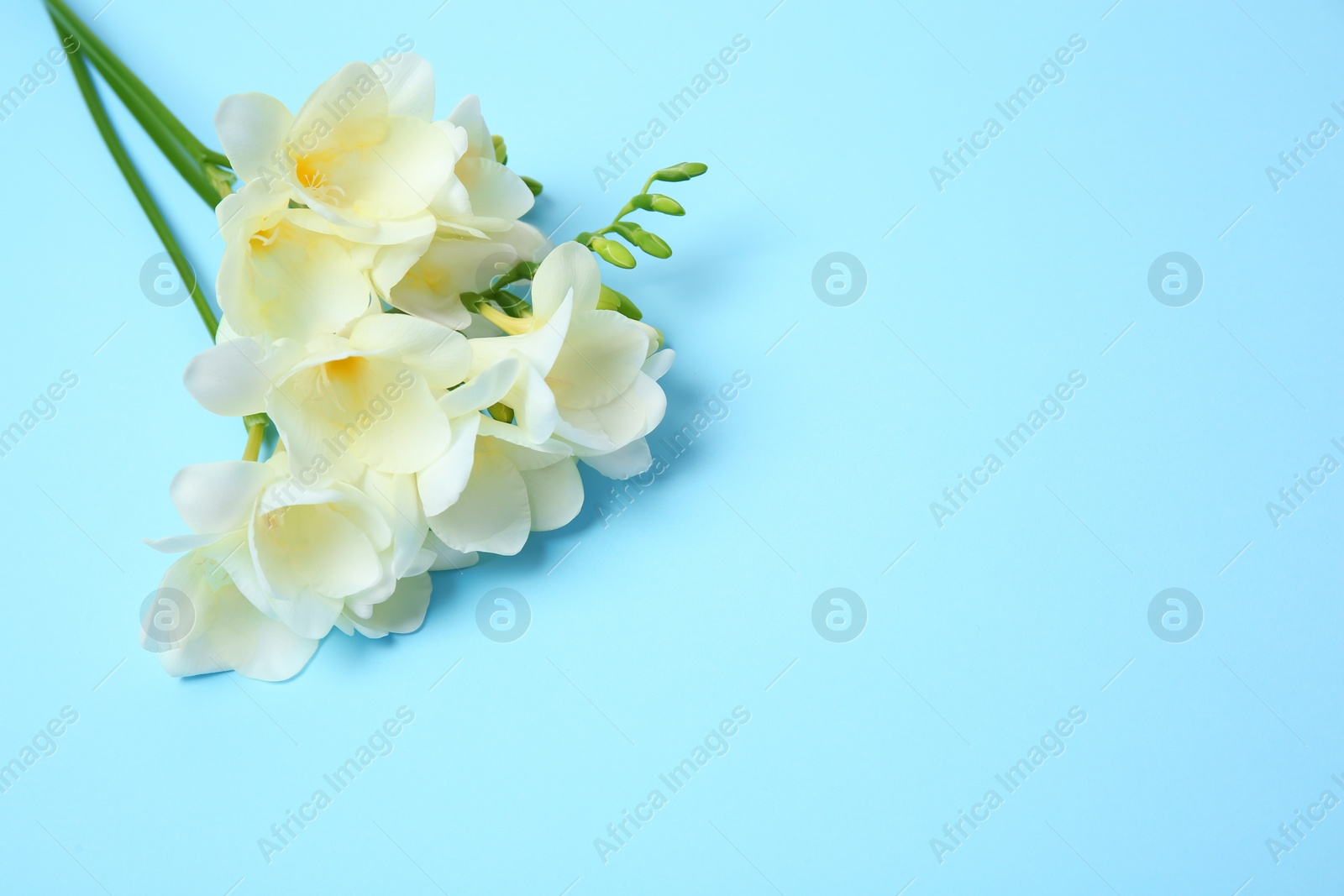Beautiful freesia flowers on color background Photo of Beautiful freesia flowers on color background