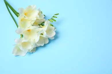 Beautiful freesia flowers on color background Photo of Beautiful freesia flowers on color background
