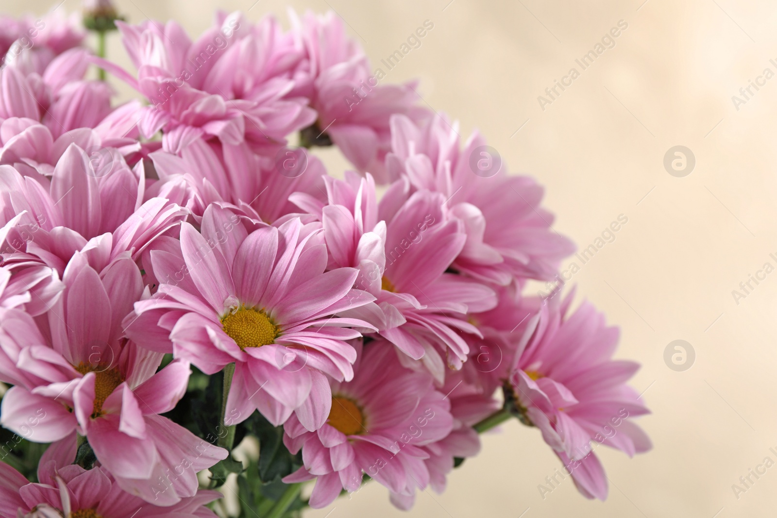 Beautiful pink chrysanthemum flowers on beige background, closeup Photo of Beautiful pink chrysanthemum flowers on beige background, closeup