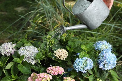 Woman watering beautiful blooming hortensia plants in garden, closeup Photo of Woman watering beautiful blooming hortensia plants in garden, closeup