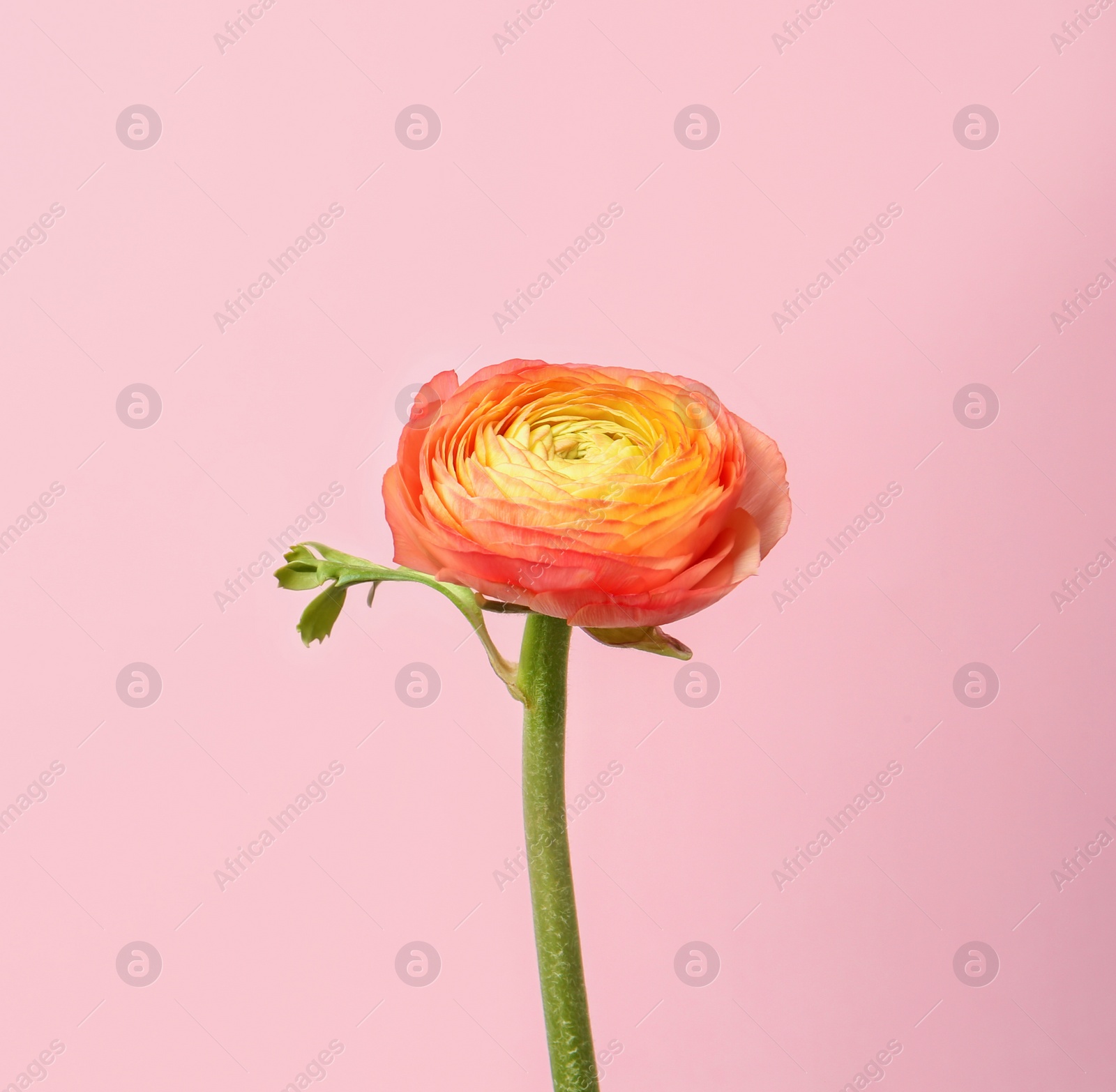 Beautiful ranunculus flower on color background Photo of Beautiful ranunculus flower on color background