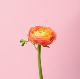Beautiful ranunculus flower on color background Photo of Beautiful ranunculus flower on color background