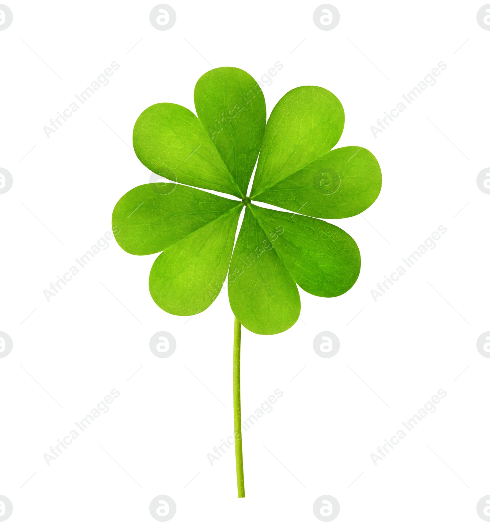 Fresh green four-leaf clover on white background Image of Fresh green four-leaf clover on white background