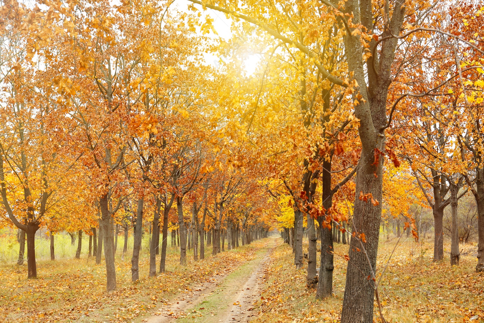 Beautiful view of park with trees and road on autumn day Photo of Beautiful view of park with trees and road on autumn day