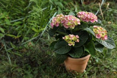 Beautiful blooming hortensia plant in pot outdoors. Space for text Photo of Beautiful blooming hortensia plant in pot outdoors. Space for text