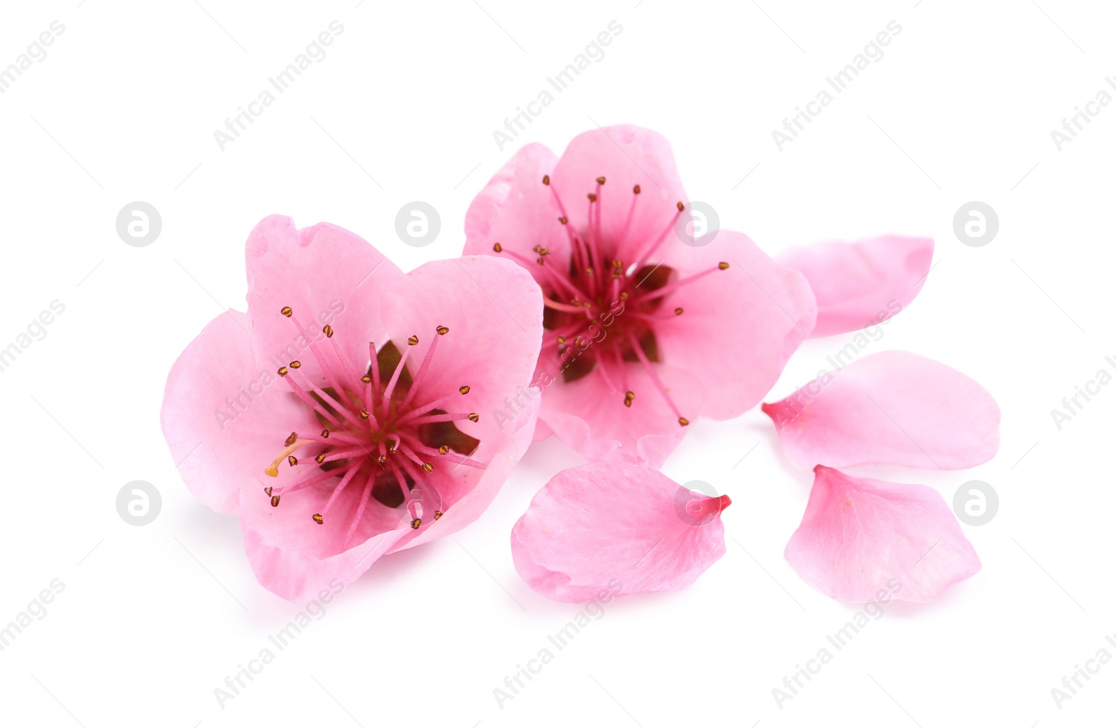 Beautiful sakura tree flowers on white background Photo of Beautiful sakura tree flowers on white background