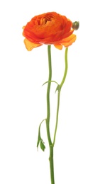 Beautiful ranunculus flower on white background Photo of Beautiful ranunculus flower on white background
