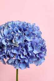 Beautiful bright hortensia flowers on pink background Photo of Beautiful bright hortensia flowers on pink background