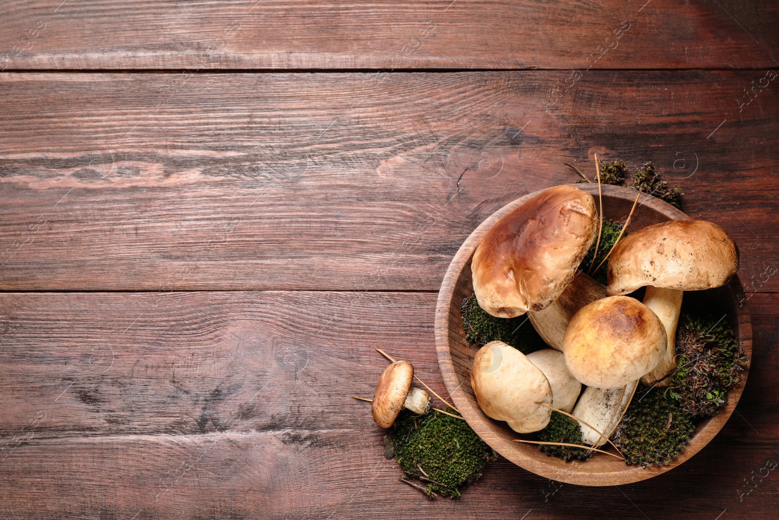 Fresh wild porcini mushrooms on wooden table, top view. Space for text Photo of Fresh wild porcini mushrooms on wooden table, top view. Space for text