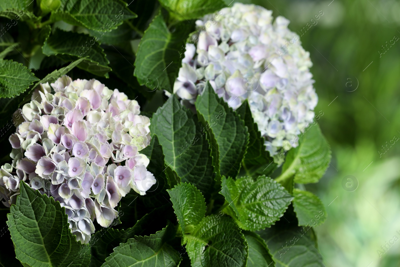 Hortensia plant with beautiful flowers outdoors, closeup Photo of Hortensia plant with beautiful flowers outdoors, closeup