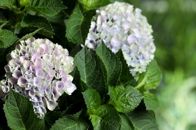 Hortensia plant with beautiful flowers outdoors, closeup Photo of Hortensia plant with beautiful flowers outdoors, closeup