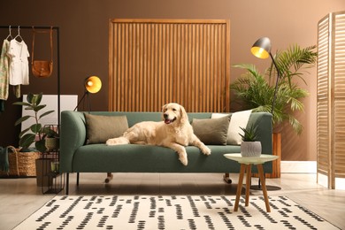 Modern living room interior. Cute Golden Labrador Retriever on couch Photo of Modern living room interior. Cute Golden Labrador Retriever on couch
