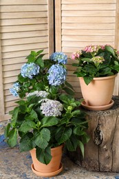Beautiful blooming hortensia plants in pots outdoors Photo of Beautiful blooming hortensia plants in pots outdoors