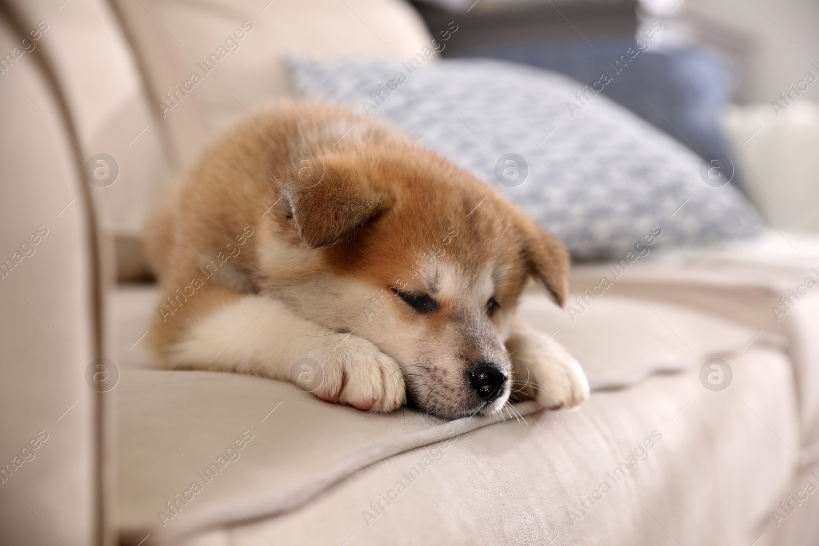 Adorable Akita Inu puppy on beige sofa Photo of Adorable Akita Inu puppy on beige sofa
