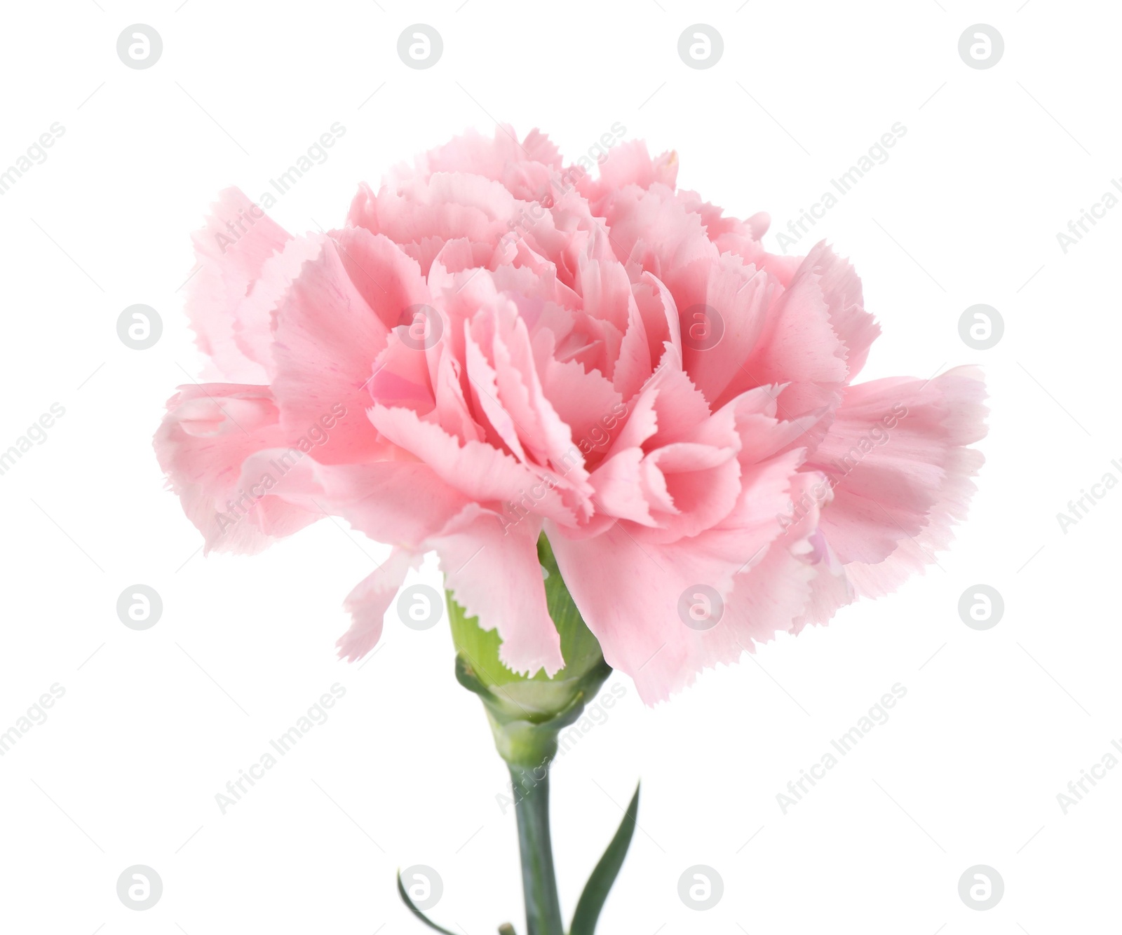 Photo of Beautiful fresh carnation flower on white background