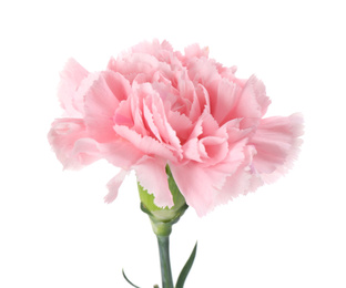 Beautiful fresh carnation flower on white background Photo of Beautiful fresh carnation flower on white background