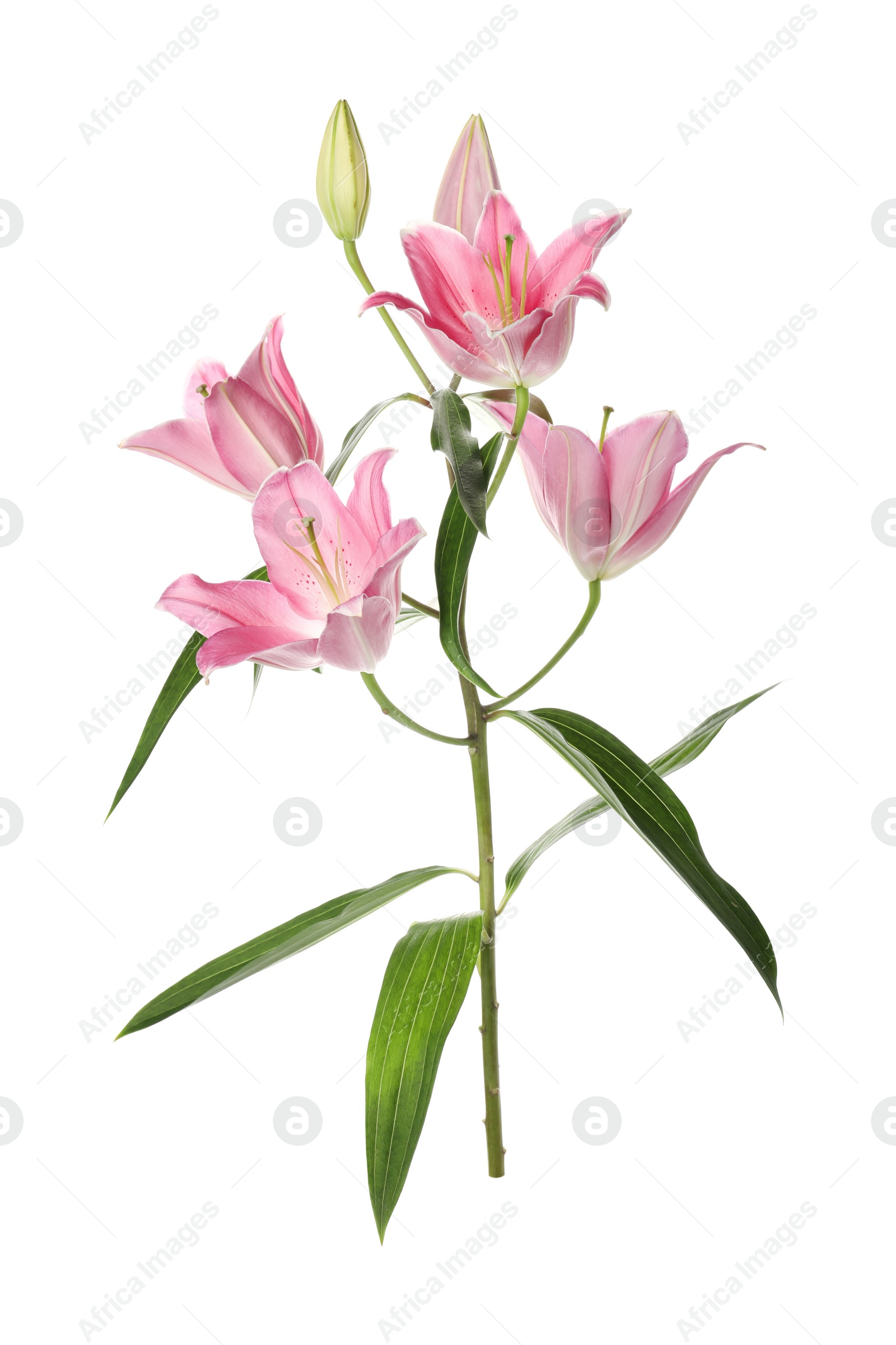 Beautiful lily plant with pink flowers on white background Photo of Beautiful lily plant with pink flowers on white background