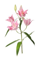 Beautiful lily plant with pink flowers on white background Photo of Beautiful lily plant with pink flowers on white background