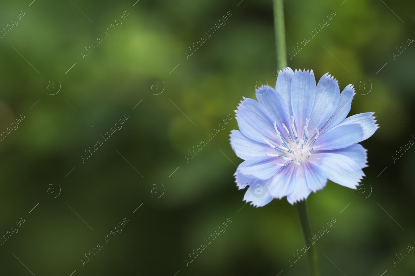 Beautiful blooming chicory flower growing outdoors, closeup. Space for text Photo of Beautiful blooming chicory flower growing outdoors, closeup. Space for text