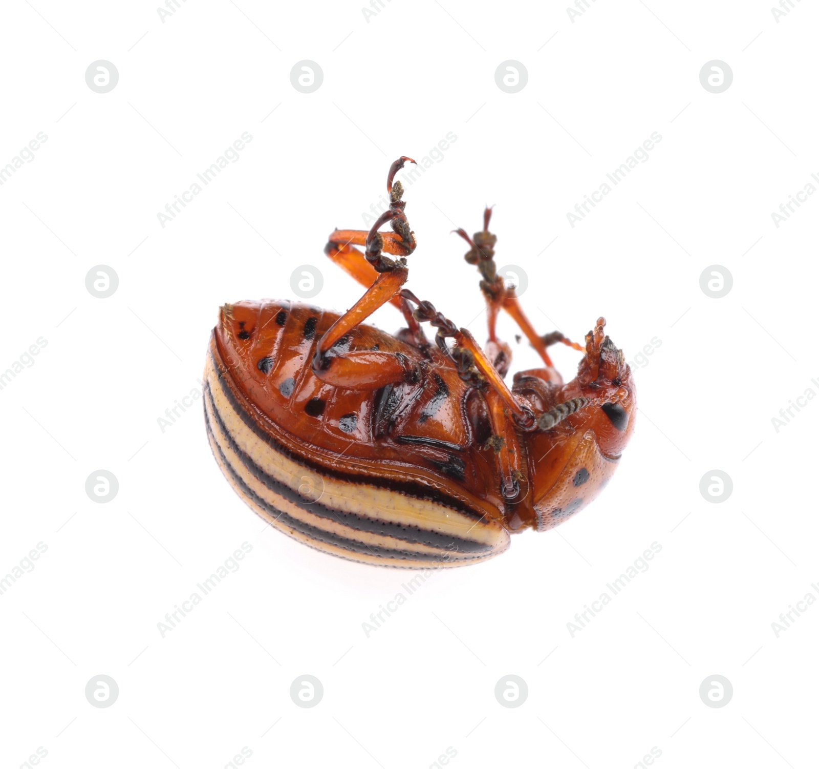 One colorado potato beetle isolated on white Photo of One colorado potato beetle isolated on white