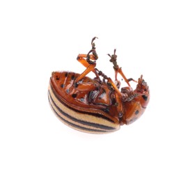 One colorado potato beetle isolated on white Photo of One colorado potato beetle isolated on white