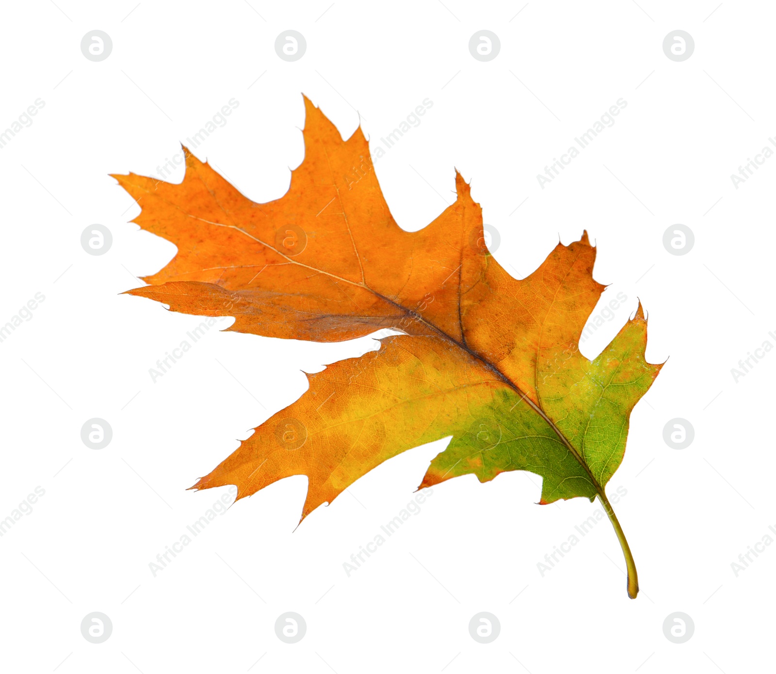 Beautiful leaf isolated on white. Autumn season Photo of Beautiful leaf isolated on white. Autumn season