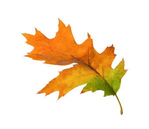 Beautiful leaf isolated on white. Autumn season Photo of Beautiful leaf isolated on white. Autumn season