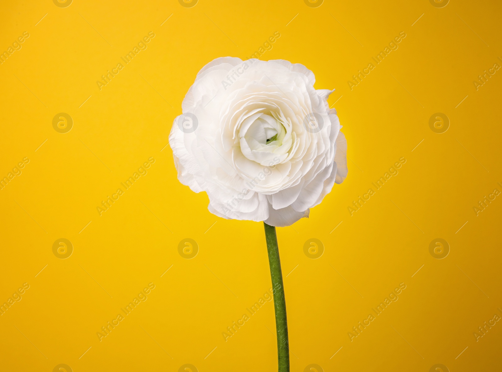 Beautiful ranunculus flower on color background Photo of Beautiful ranunculus flower on color background
