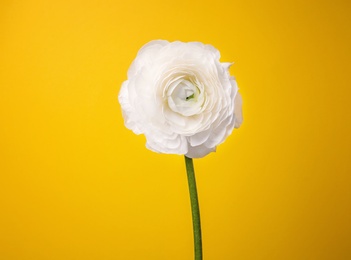 Beautiful ranunculus flower on color background Photo of Beautiful ranunculus flower on color background
