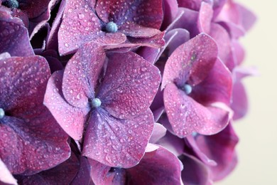 Beautiful violet hortensia flowers on light background, closeup Photo of Beautiful violet hortensia flowers on light background, closeup