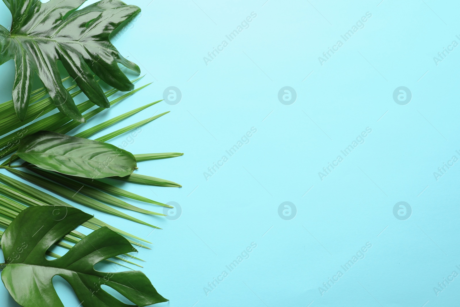 Different tropical leaves on color background, top view Photo of Different tropical leaves on color background, top view