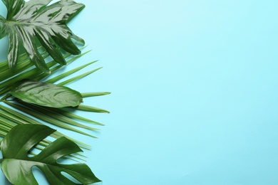 Different tropical leaves on color background, top view Photo of Different tropical leaves on color background, top view