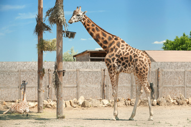 Rothschild giraffes at enclosure in zoo on sunny day Photo of Rothschild giraffes at enclosure in zoo on sunny day